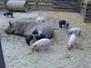 DSCN0909.JPG