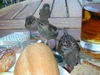 DSCN0126.JPG
